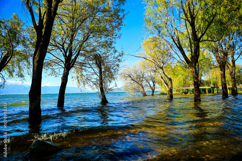 Obraz premium trees, water,waves,sunlight