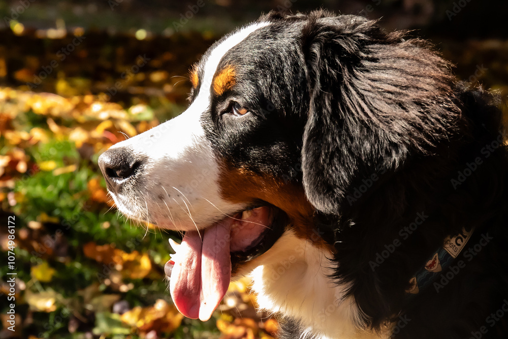 Bernese mountain dog on a fall day Bernese mountain dog on a fall day