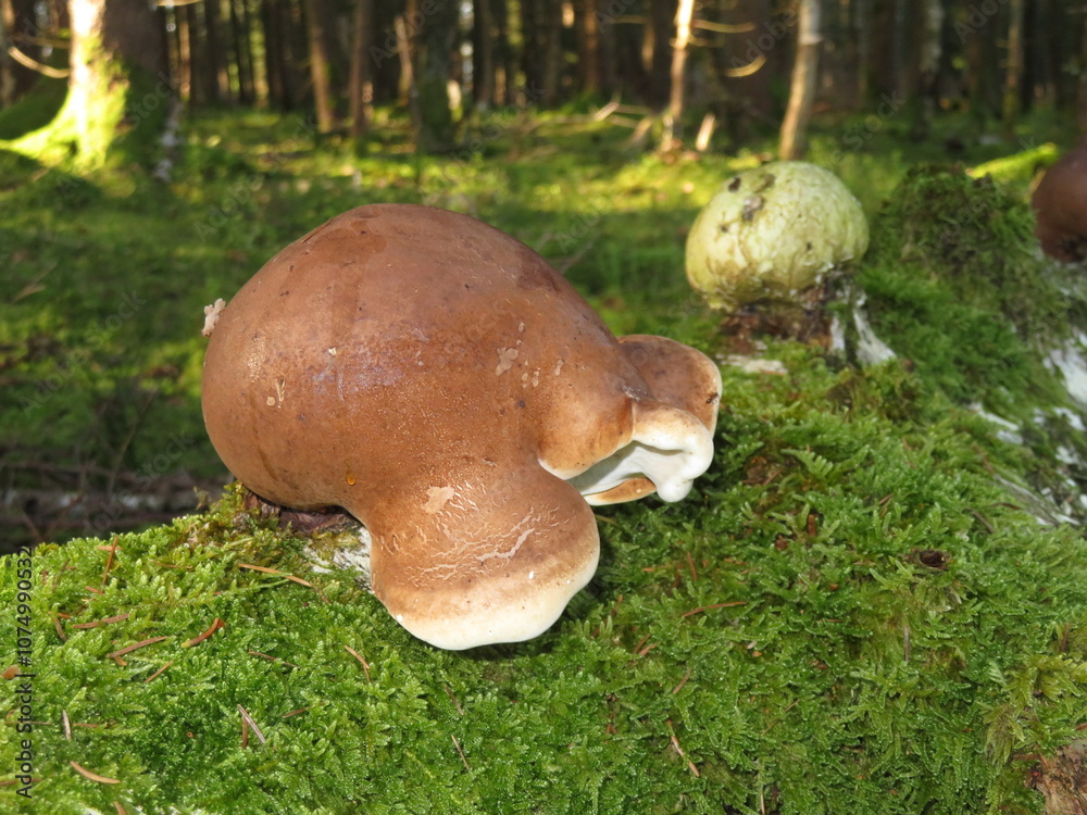 Pilze im Herbst 2024