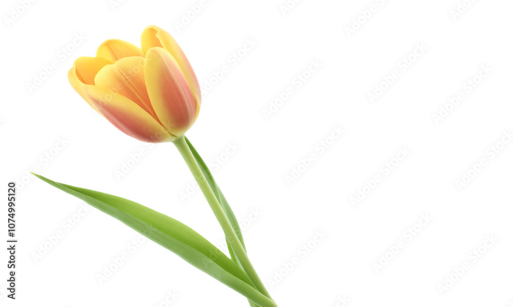 a Tulip isolated on transparent background a Tulip isolated on transparent background