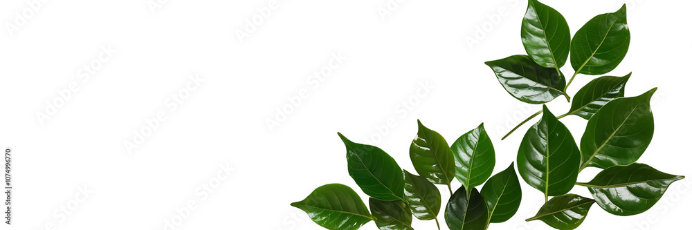 Fototapeta premium Lush green leaves isolated on a black background.