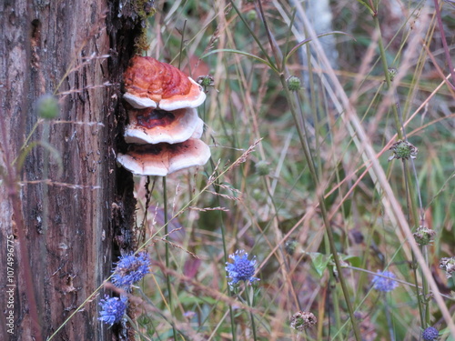 Pilze im Herbst 2024 photo