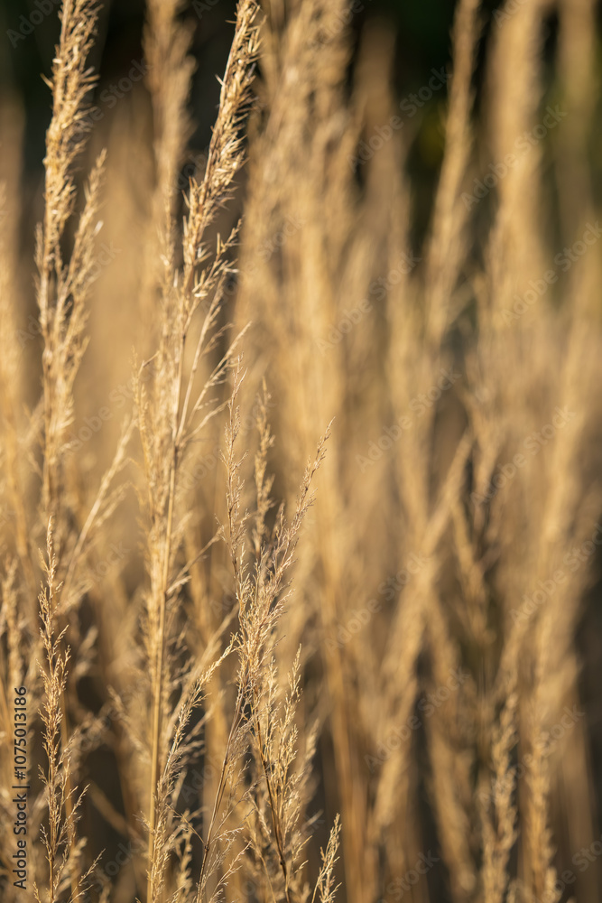 Golden Ornamental Grass Swaying in Soft Evening Light. Natural Prairie Grass Close-up with Shallow Depth of Field Creating Dreamy Botanical Background Golden Ornamental Grass Swaying in Soft Evening Light. Natural Prairie Grass Close-up with Shallow Depth of Field Creating Dreamy Botanical Background