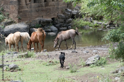 wild horse in the nature in maountains photo