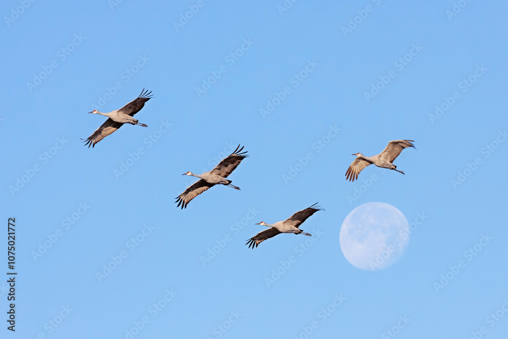 A Flock of Sandhill Cranes Fly Through the Moon A Flock of Sandhill Cranes Fly Through the Moon