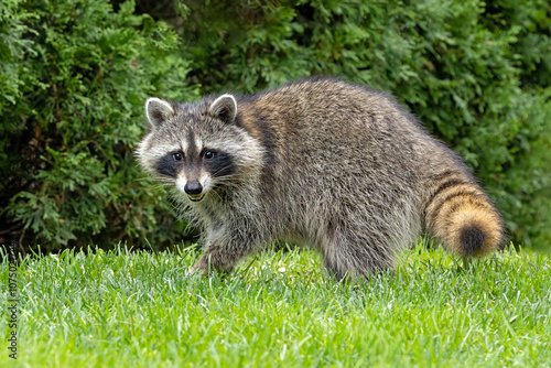 A Raccoon Walks Across Green Grass