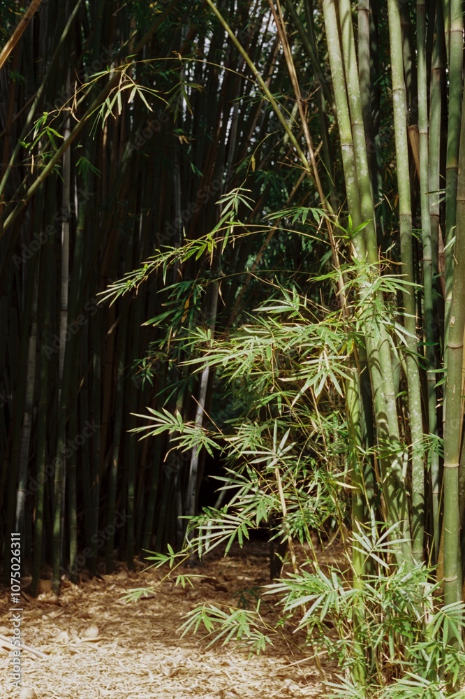 Bamboo Tree Bamboo Tree
