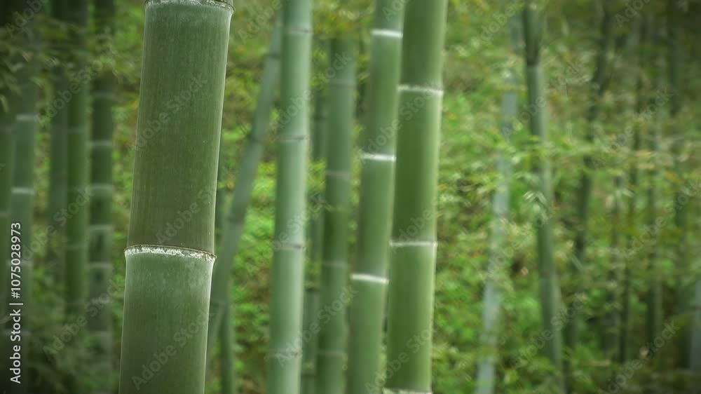 tranquil bamboo forest in China, with tall green stalks stretching towards the sky, creating a peaceful, natural landscape. Ideal for nature and travel content. tranquil bamboo forest in China, with tall green stalks stretching towards the sky, creating a peaceful, natural landscape. Ideal for nature and travel content.
