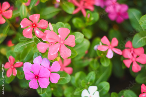 Close-up of colorful flowers in a garden.
