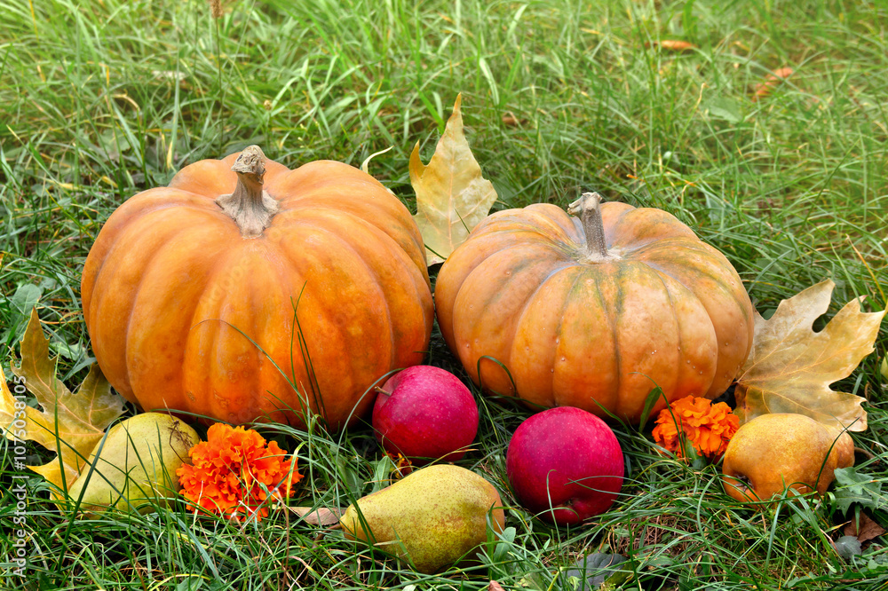 Pumpkins, yellow pears, apples, yellow flowers and autumnal colorful maple leaves on grass with space for text Pumpkins, yellow pears, apples, yellow flowers and autumnal colorful maple leaves on grass with space for text