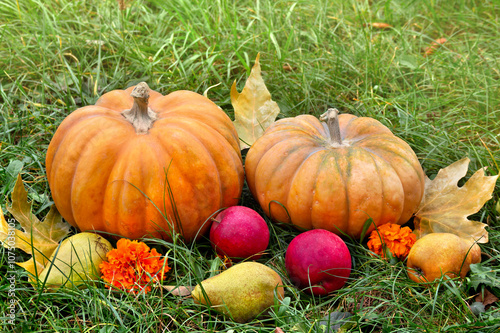 Pumpkins, yellow pears, apples, yellow flowers and autumnal colorful maple leaves on grass with space for text