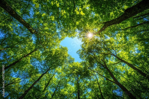 Sun shining through lush green canopy of trees in forest photo