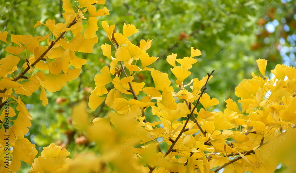 Obraz premium Gingko biloba fall foliage with golden colored leaves on branches. Autumn nature background with yellow and green colors