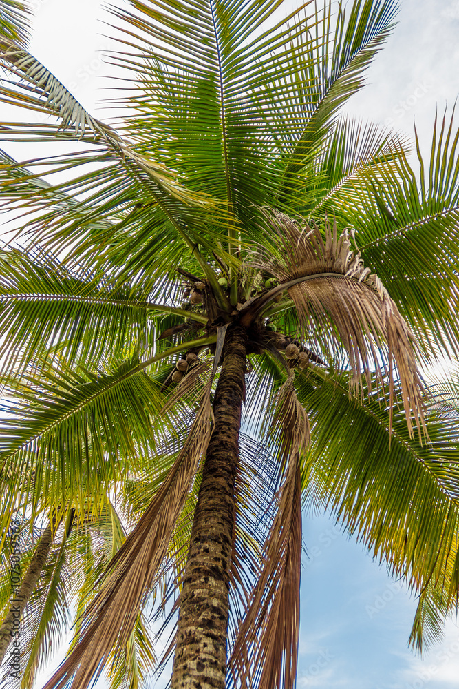 Fototapeta premium Palmera en la Isla de Paquetá - Rio de Janeiro, Brasil