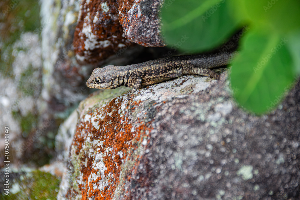 Lagartija en la Isla de Paquetá - Rio de Janeiro, Brasil Lagartija en la Isla de Paquetá - Rio de Janeiro, Brasil