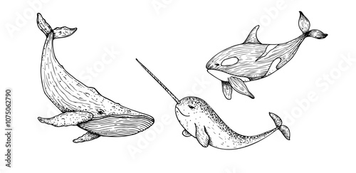 Vector killer whale, orca. Hand painted Big whale. Graphic narwhal with a long horn, clip art isolated on background. Underwater illustration. For designers, invitations, decoration, postcards