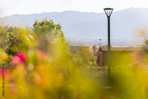 Afternoon sun shines on flowers and street lamp in a neighborhood of Nroco, California, USA. photo