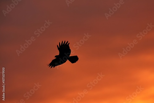 Silhouette of a hawk diving down against a sunset sky, Ai Generated photo