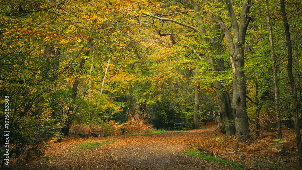 Obraz premium autumn in the forest