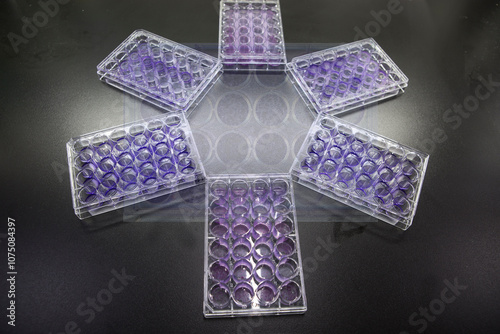 Colony formation assay