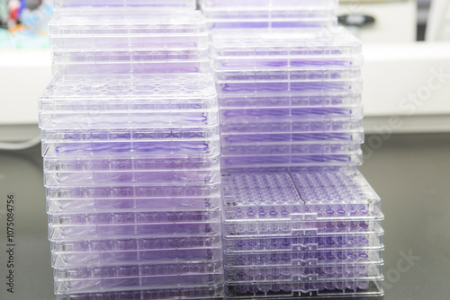 Colony formation assay