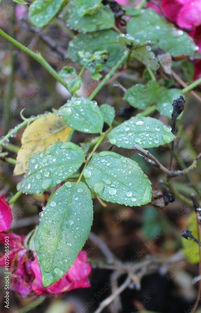 Obraz premium Dew Drops