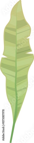 Lively depiction of a solitary, emerald banana leaf, set against a clear backdrop, highlighting its organic allure and intricate features