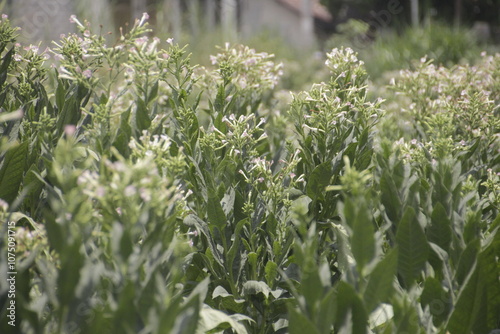 A flowering tobacco plant in the field. This tobacco plant thrives in the tropics in the lowlands of Klaten, Central Java, Indonesia. photo