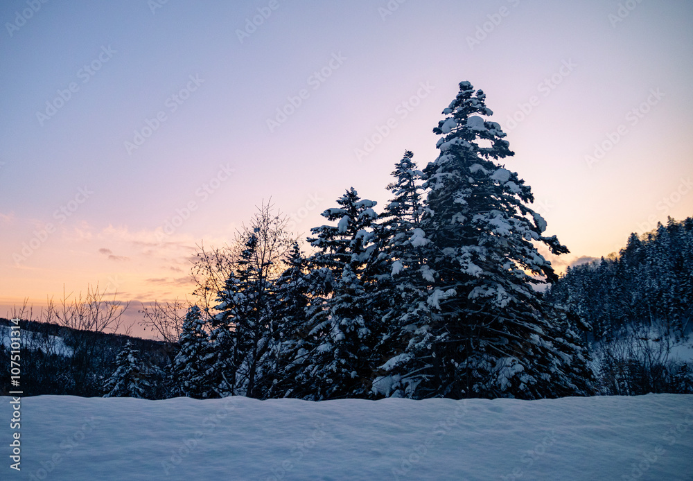 Obraz premium Snow-covered trees stand against a tranquil sunset sky in a peaceful winter landscape