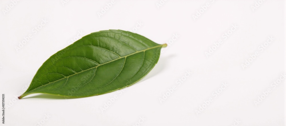 Fototapeta premium A Christmas scene featuring a laurel plant with white leaves against a plain white backdrop