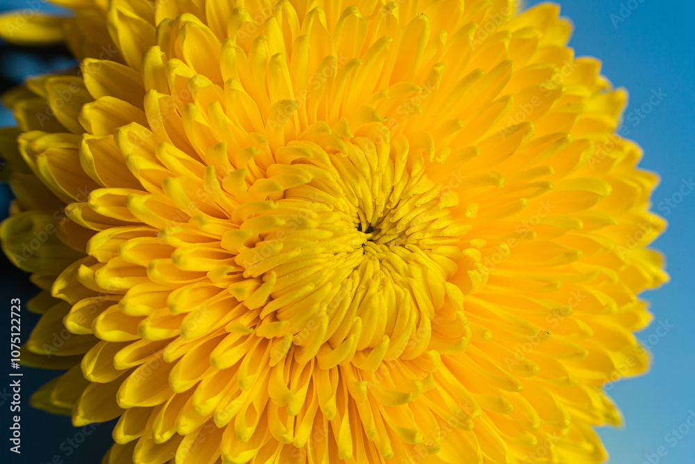 Yellow large chrysanthemum close up. Macro Yellow large chrysanthemum close up. Macro