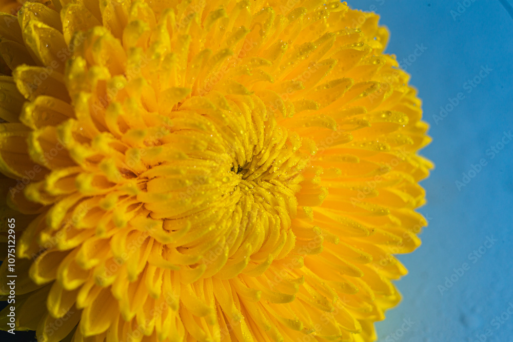 Yellow large chrysanthemum close up. Macro Yellow large chrysanthemum close up. Macro