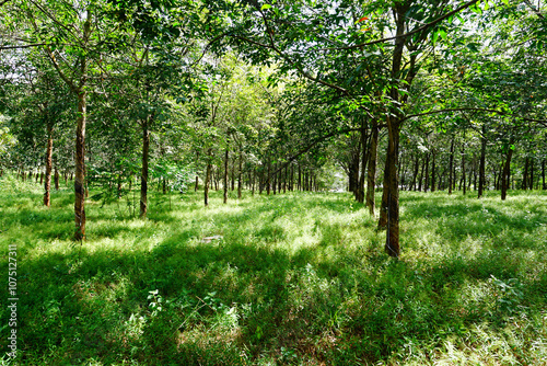 Rubber plantation with rubber tree forest in agriculture . Southeast Asia. 