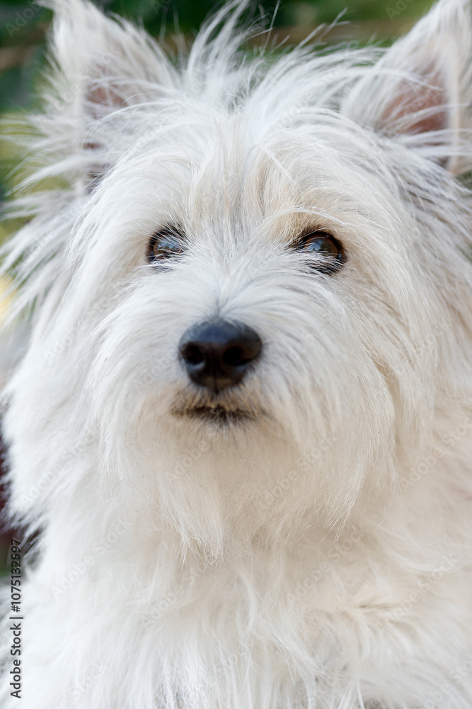 Close-up portrait of a West Highland White Terrier looking directly at the camera. The details of its fur, ears, and expressive eyes are clearly visible. Close-up portrait of a West Highland White Terrier looking directly at the camera. The details of its fur, ears, and expressive eyes are clearly visible.