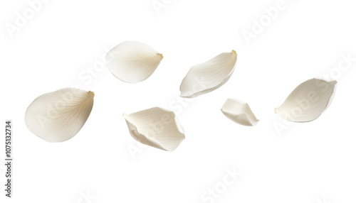 flying white rose petals isolated on transparent background cutout