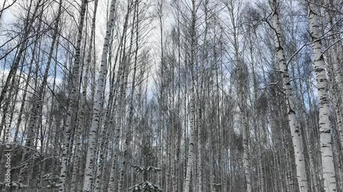 Wallpaper Mural Majestic Winter Birch Forest with Snow Covered Trunks and Delicate Bare Branches Reaching Toward a Cloudy Sky. Capturing the Stillness and Serenity of Northern Wilderness in Wintertime Torontodigital.ca