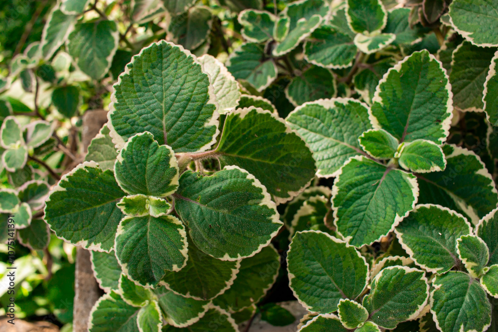 oregano frances, menta mexicana, hojas verdes con borde blanco
oregano frances, menta mexicana, hojas verdes con borde blanco