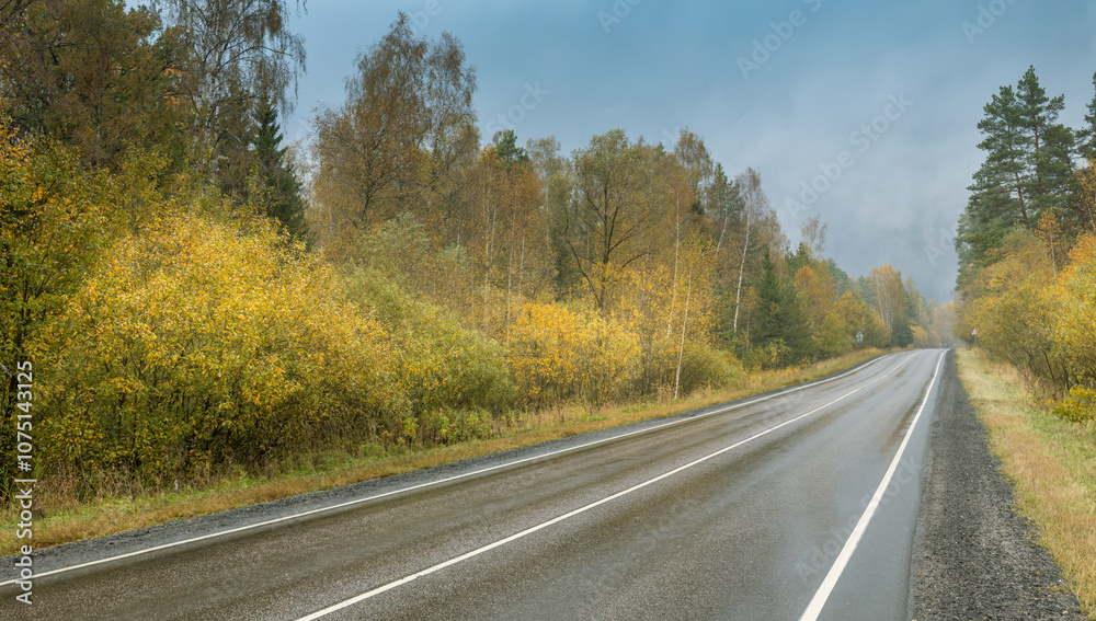 A road with trees on either side and a few cars on it A road with trees on either side and a few cars on it