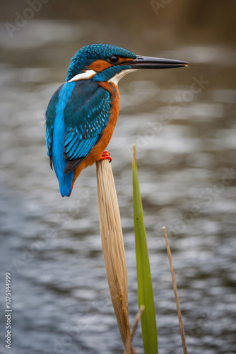 A blue and orange kingfisher perches on a reed stalk by a stream, patiently waiting for its next meal