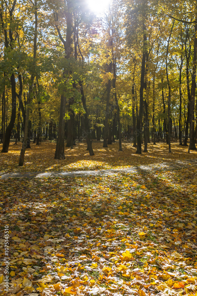 Obraz premium A forest with trees and leaves on the ground
