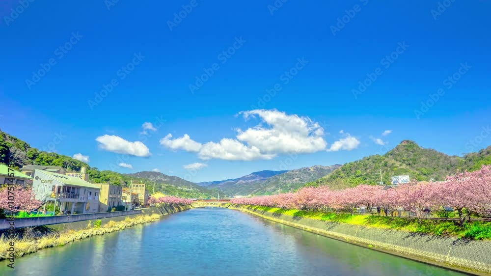 静岡県・河津町 河津桜 タイムラプス 静岡県・河津町 河津桜 タイムラプス