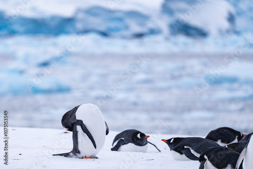 Group of gentoo penguins on the snow in Antarctica. South Pole