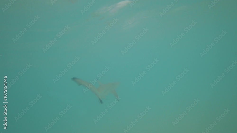 Reef sharks swim near the shore in murky water. They hunt small fish. They quickly float away from the person. Grey sharks with black fins at the tips. The sea after the rain, the blue color of water Reef sharks swim near the shore in murky water. They hunt small fish. They quickly float away from the person. Grey sharks with black fins at the tips. The sea after the rain, the blue color of water