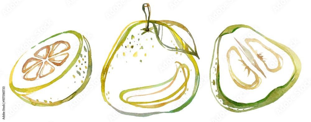 Handcrafted watercolor collection of pomelos, featuring whole fruits and detailed cross-sections. Perfect for food art, culinary projects, and tropical-themed decor Handcrafted watercolor collection of pomelos, featuring whole fruits and detailed cross-sections. Perfect for food art, culinary projects, and tropical-themed decor