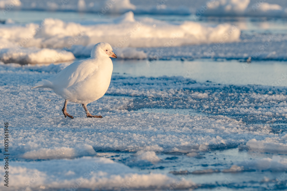 Sheathbill on the ice in Antarctica, Chionis alba, Southern Ocean Sheathbill on the ice in Antarctica, Chionis alba, Southern Ocean