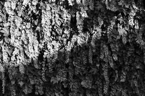 Black and white leaves 