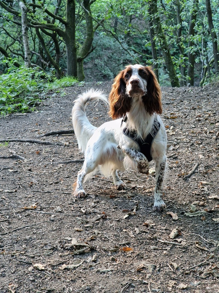 Gun dog hunting dog Cocker spaniel pose pute breed Gun dog hunting dog Cocker spaniel pose pute breed