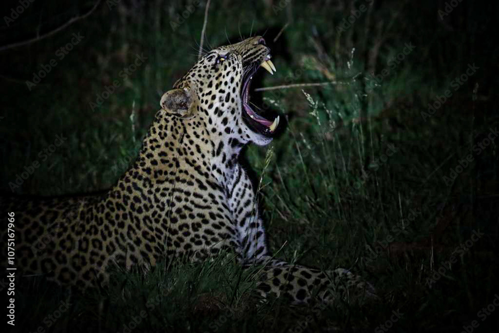 Naklejka premium Leopard yawning and showing its teeth/canines at night