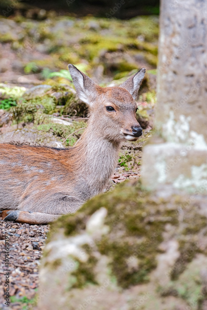 deers in nara, japan