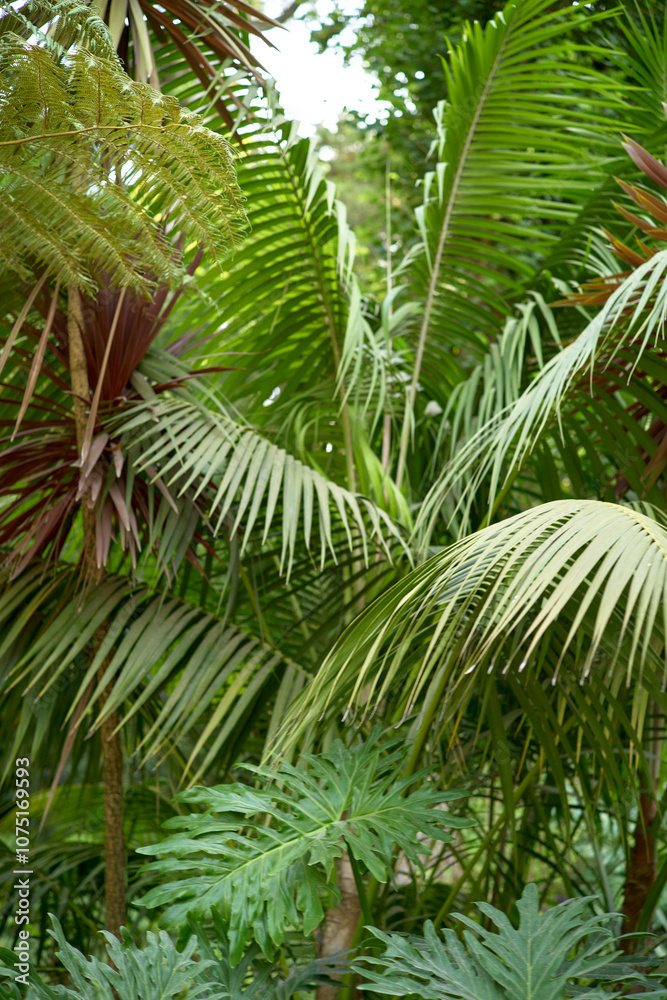 Lush green tropical palm foliage in a dense jungle environment, Portugal Lush green tropical palm foliage in a dense jungle environment, Portugal